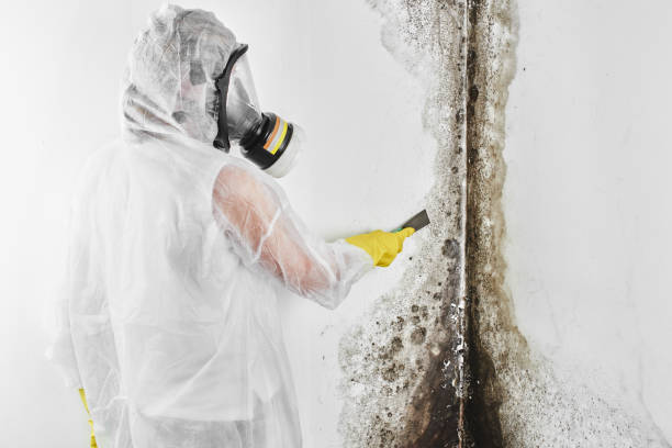 Best Commercial Mold Removal  in Bells, TN