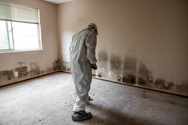 Best Toxic Mold Removal  in Bells, TN