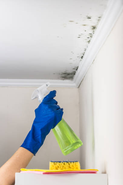 Professional Mold Removal in Bells, TN