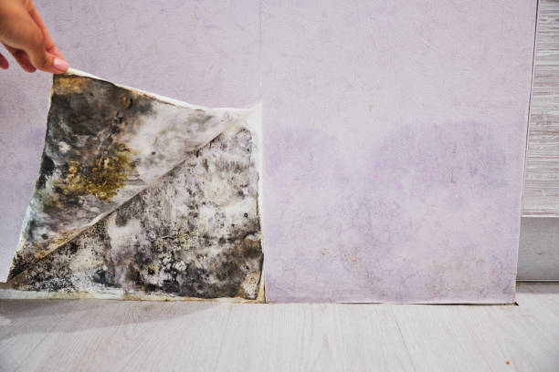 Best Mold Testing and Removal  in Bells, TN